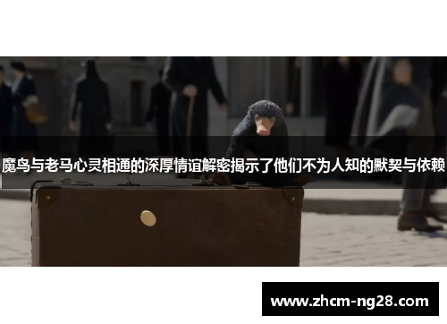 魔鸟与老马心灵相通的深厚情谊解密揭示了他们不为人知的默契与依赖